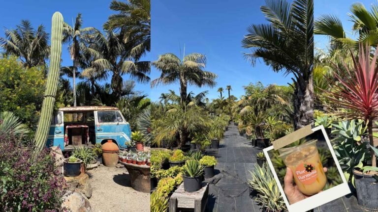 Flor Hermosa cafe & plant nursery